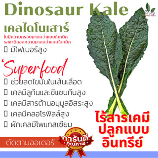 ไดโนเคล ผักเคลเพื่อสุขภาพ ผัก เคลไดโนเสาร์ เคล Kale ออแกร์นิก ราชินีผักใบเขียว พร้อมส่ง Kale ทำน้ำผักผลไม้ ตัดสด