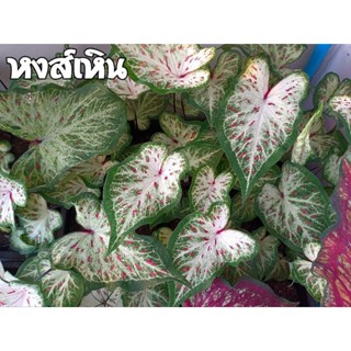 📌โปรดอ่านก่อนสั่งซื้อ ❇️บอนสี หงษ์เหิน ทางร้านเลือกต้นที่แข็งแรงให้ค่ะ