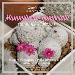 แคคตัสแมมลูกกอล์ฟ Mammillaria humboldtii ดอกชมพูสวยๆ ไม้ชำหน่อ ขึ้นฟอร์มกอแล้ว จัดส่งให้ทั้งกระถางครับ