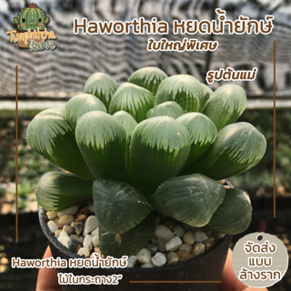 ฮาโวเทีย Haworthia หยดน้ำยักษ์ ใบใหญ่พิเศษ ไม้ในกระถาง2" (ส่งแบบล้างราก)