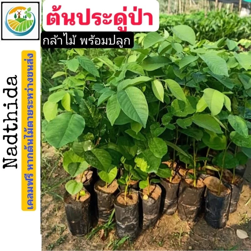 ต้นประดู่ป่า กล้าไม้ พร้อมปลูก ประดู่ป่า ประดู่ กล้าไม้ เศรษฐกิจ