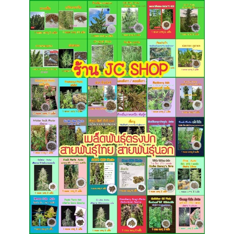 พร้อมส่ง เมล็ดกัญชา พันธุ์ไทย/พันธุ์นอก คัดพิเศษ พร้อมเทคนิคเพาะ