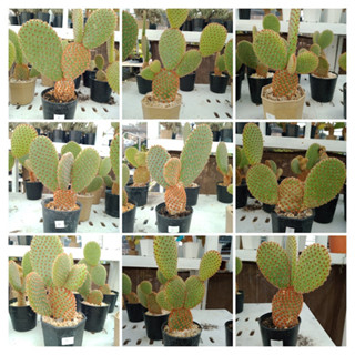 กระบองเพชรมิกกี้เมาส์/Opuntia microdasys/กระบองเพชรหูกระต่าย