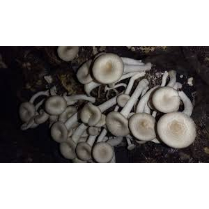 เชื้อเห็ดขอนขาว ขอนดำ ชุด 3 ขวด พร้อมคู่มือเพาะกับขอนไม้ - รูปที่ 6