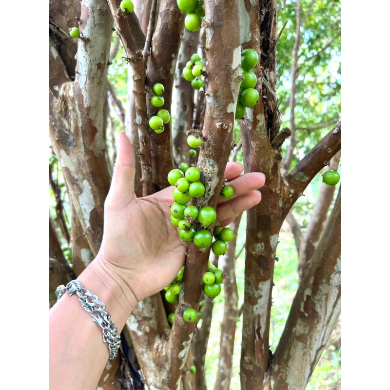 ต้นกล้าองุ่นบราซิล🍇 🌳ต้นที่ขายอายุมากกว่า5ปี สูง80ซม.ขึ้นไป 🪴องุ่นต้น หรือ ฌาบูชีกาบา 🍇