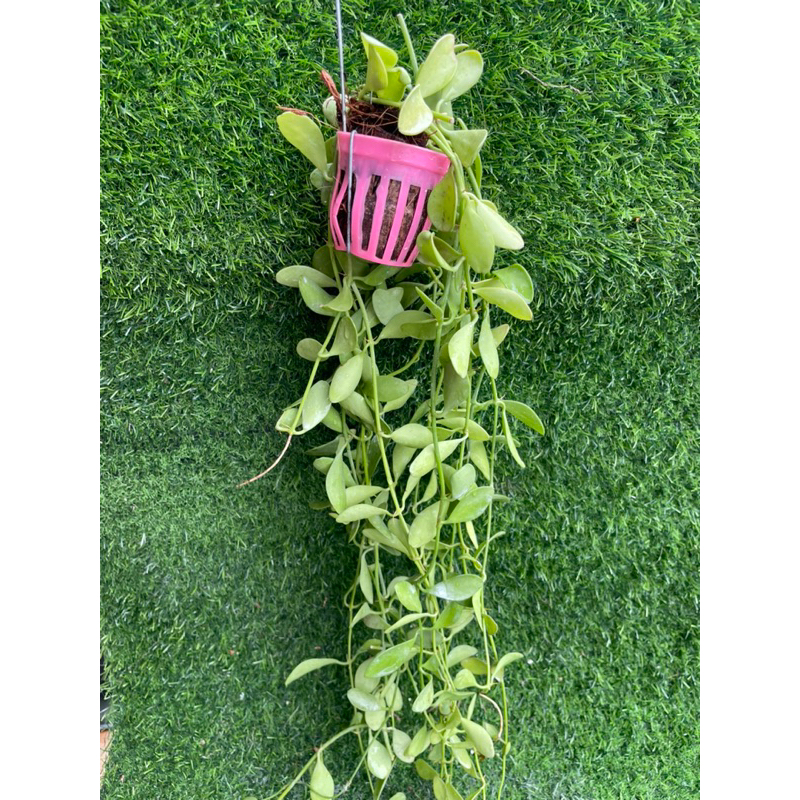 เดฟเขียว/เดฟด่าง พร้อมลวดแขวน ไม้ฟอกอากาศประจำบ้าน (มีแบบขายยกพวง10กระถางอีกโพสนะคะ) - รูปที่ 6