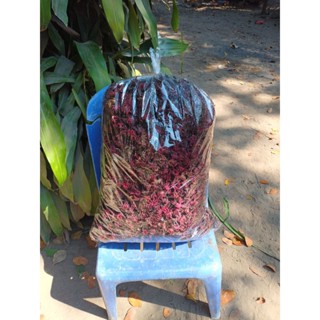 กระเจี๊ยบออแกนิค ปลูกเองขายเอง กระเจี๊ยบแห้ง ขนาด 500 กรัม ข…