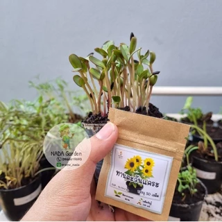 เมล็ดพันธุ์ ทานตะวันแคระ 50เมล็ด (Dwarf sunflower 50 seed)