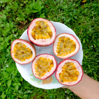 เสาวรสพันธุ์ไทนุง หวานอมเปรี้ยว อร่อย สดชื่น วิตามินซีสูง ขายเป็นลูก