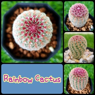 🌈 เรนโบว์ แคคตัส (Rainbow cactus) ไม้เมล็ด ต้นอวบ สีสวย ไม่ใช่ไม้นำเข้าจ้า👋ขอดูรูปแจ้งได้ค่า