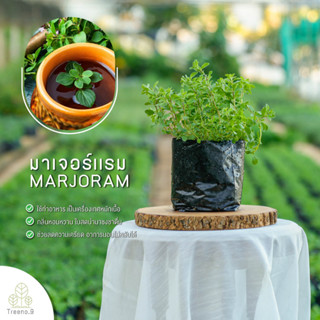 Treeno.9 T183 มาเจอร์แรม Sweet Marjoram ส่งแบบ ถุงดำ 6 นิ้ว สมุนไพรกลิ่นหอมหวาน พุ่มหนา