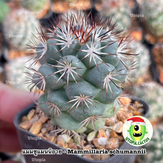 แมมชูแมนนิอาย - Mammillaria schumannii /// Utopia.cactus กระบองเพชร แคคตัส