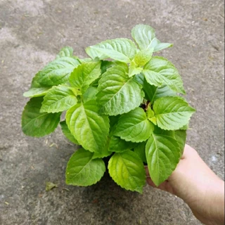 🌱ต้นยี่หร่า🌱ต้นกระเพราควาย🌱(ปลูกด้วยวิธีปลอดสารพิษ)กลิ่นหอมมากๆ ในถุงดำขนาด 6 นิ้วพร้อมปลูก