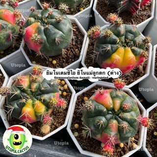 ยิมโนเดมซิไอ ยิมโนแม่ลูกดก (ด่าง) - gymnocalycium damsii variegeted &gt;&gt;เลือกต้นได้&lt;&lt; // Utopia