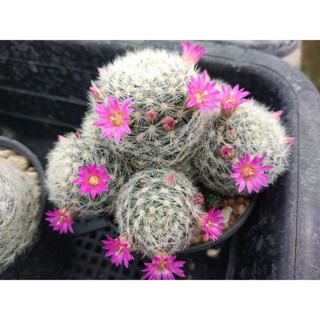 🌵💥แมมเลาอ้าย💥🌵Mammillaria laui  ไม้เมล็ด ขนาด 4-5 ซม.  ต้นกระบองเพชร ต้นแคคตัส (แคคตัส กระบองเพชร)