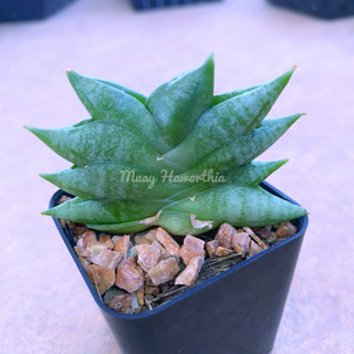 Sansevieria Mini Boncel ลิ้นมังกรมินิบอนเซล San002 ไม้อวบน้ำ ต้นไม้ประดับ ไม้ต่างประเทศ  Scuculnt