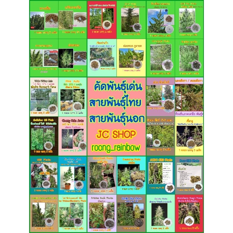 เมล็ดพันธุ์คัดพิเศษ พันธุ์ไทย พันธุ์ไทยหายาก พันธุ์นอก