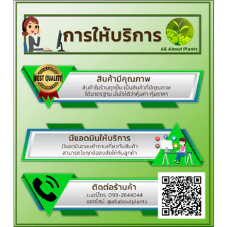 โนมินี่ + ซันบินเดอร์ 100ml. + 100ml. บิสไพริแบกโซเดียม สารกำจัดวัชพืช กำจัดหญ้า ในนาข้าว กำจัดหญ้าแดง หญ้ากระดูกไก่