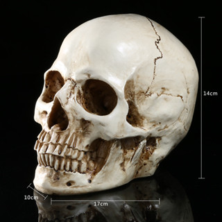 JAPAN โมเดล หัวกะโหลก สุดโหด เรซิ่น Resin กะโหลกผี Skull ตกแต่งบ้าน ปาร์ตี้ฮาโลวีน Halloween หัวกะโหลกจำลอง งานปั้น