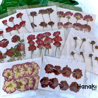 【พร้อมส่ง】ดอกกุหลาบทับแห้ง ดอกไม้จริงทับแห้ง ดอกไม้ทับแห้ง Pressed Flowers💐