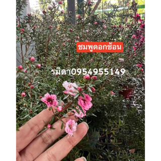 ช่วงผลัดดอกManuka tea tree ต้นมานูก้า ฟร์อมสวยนำเข้า  กระถาง 5นิ้ว สูง40-60cmดอกซ้อนสีชมพู