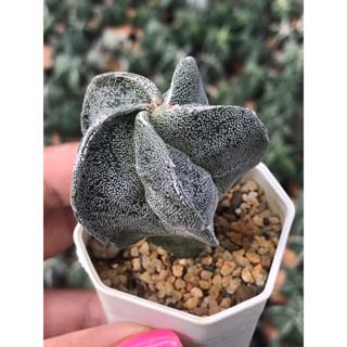 มายริโอ หมวกสังฆราช ลายจุดขาว Astrophytum Myriostigma