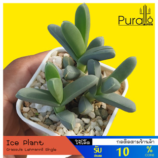 ต้นไม้อวบน้ำ กุหลาบหิน ผิวใบสีบลู Crassula Lehmannii Single #succulents #Ice Plant #ไม้แปลก