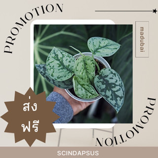 Scindapsus Silver Lady พลูหัวใจแนบ/พลูแนบอุรา