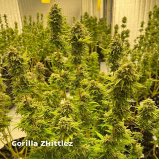 เมล็ดพันธ์ Gorilla zkittlez🦍🔮ดอกสวยไตรโคมเเน่นกลิ่นหอม‼️เเถมทุกออเดอร์‼️