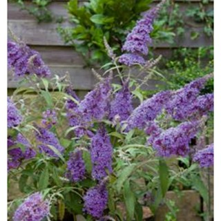 เมล็ดพันธุ์ดอก บัทเทอร์ฟลาย บุช สีม่วง (Purple Haze Butterfly Bush Seed) บรรจุ 50 เมล็ด ของแท้ คุณภาพดี ราคาถูก นำเข้า