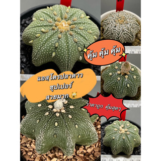 แคคตัส แอสโตรปลาดาว เว้าๆ แบนๆ สวยๆ  (Astrophytum super kabuto) สวนนายธีร์ (B8)