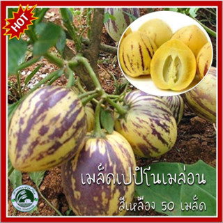 50+ เมล็ด เปปปิโนสีเหลือง  เปปิโนเมล่อนสีเหลือง Yellow Pepino Melon เมล็ดเปปปิโนสีเหลือง  เมล็ดเปปิโนเมล่อนเหลือง เปปิโน