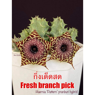 เก๋งจีน Huernia Pattern Pranburi Hybrid  *กิ่งเด็ดสด* แคคตัส ไม้อวบน้ำ Cactus and Succulent