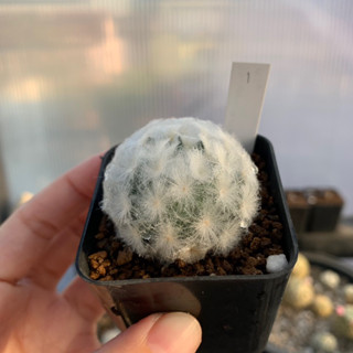 Mammillaria Plumosa ขนนกขาวไม้เมล็ด (19-01-2023)