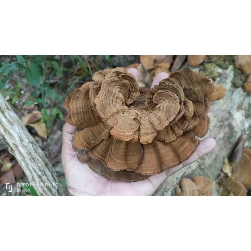 เห็ดหางไก่งวง Turkey tail