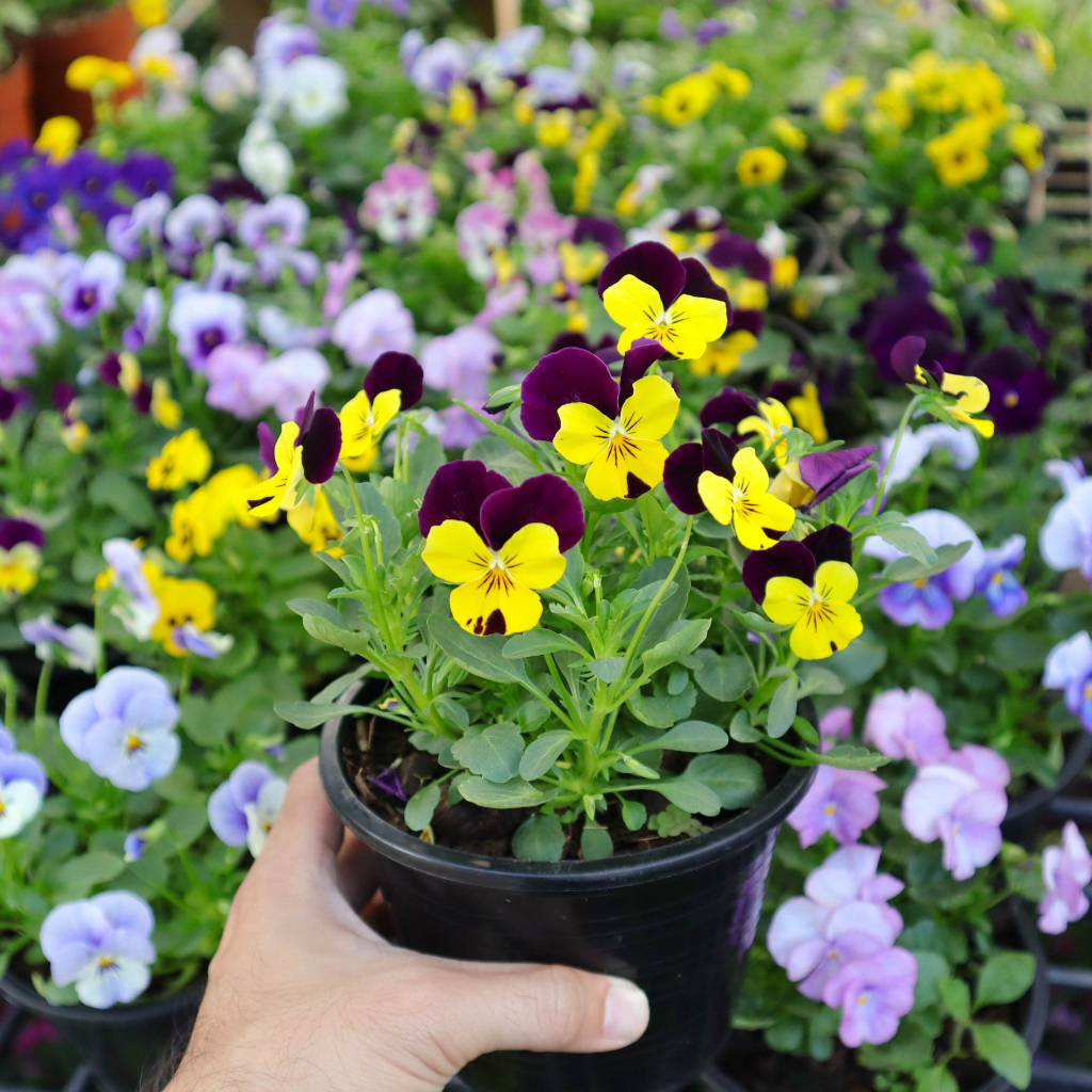 Treeno.9 T423 ดอกหน้าแมว ดอกเล็ก คละสี (Pansy) กระถางดำ6 และ 8 นิ้ว สูง 15-20 cm ดอกสวยแปลกตา ดอกไม้กินได้ สีสันสดใส