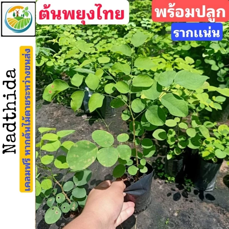 ต้นพยุง ต้นพะยูง รากเเน่น พร้อมปลูก ต้นพะยูงไทย พยุงไทย พยูงไทย ไม้เศรษฐกิจ ต้นพยูง
