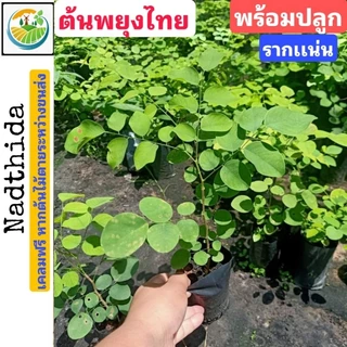 ต้นพยุง ต้นพะยูง รากเเน่น พร้อมปลูก ต้นพะยูงไทย พยุงไทย พยูงไทย ไม้เศรษฐกิจ ต้นพยูง