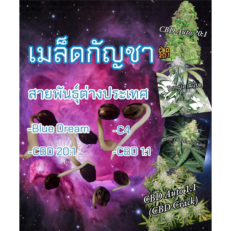 เมล็ดกัชชา คัดเพศพิเศษ สายพันธุ์ ฟรีปุ๋ย3ชนิด รับประกันการงอก
