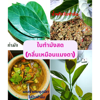 ใบทำมังสด (กลิ่นเหมือนแมงดา)ใช้ประกอบอาหารได้ทั้งใบ 1ชุดมี 30ใบ