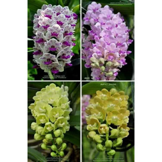 ต้นกล้วยไม้ตระกูลช้างดอดคละสีกลิ่นหอมมาก(Rhynchostylis Gigiantea)