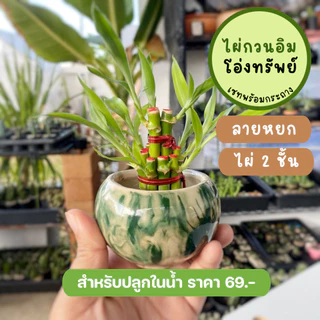 รวม ไผ่กวนอิม พร้อม กระถาง ((ปลูกในน้ำ)) เสริมฮวงจุ้ยบ้าน ต้นไผ่กวนอิม ไม้มงคลประดับโต๊ะทำงาน วางบนโต๊ะทำงานได้
