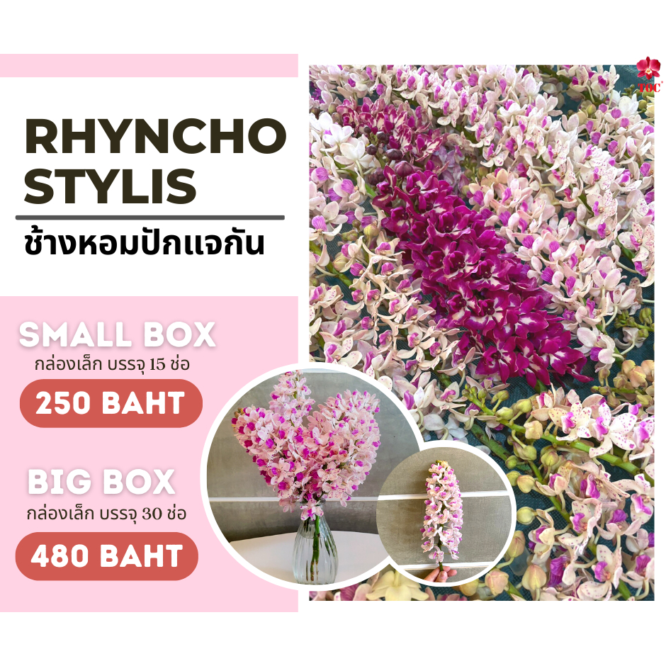 หนึ่งปีมีครั้งเดียว! กล้วยไม้ช้างหอม ตัดช่อ คละสี กล้วยไม้กลิ่นหอม