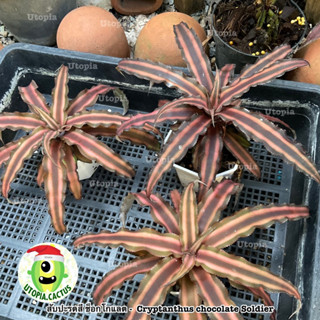 สับปะรดสี คริปแทนทัส ช็อกโกแลต -  Cryptanthus chocolate 🍫