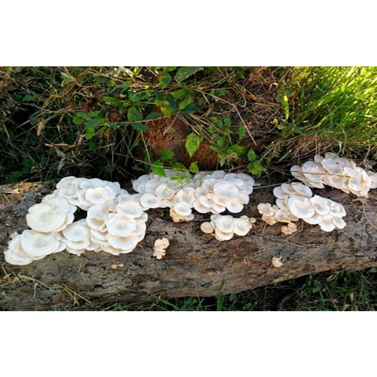 เชื้อเห็ดขอนขาว ขอนดำ ชุด 3 ขวด พร้อมคู่มือเพาะกับขอนไม้ - รูปที่ 7