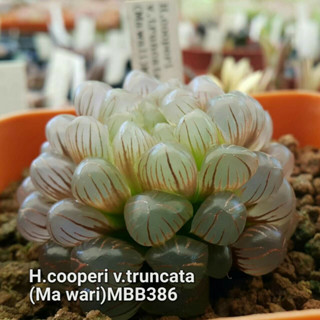 Haworthia cooperi v.truncata (Mawari)MBB386 A116 (ส่งทั้งกระถาง) ไม้อวบน้ำ ต้นไม้ประดับ ไม้ต่างประเทศ  Scuculnt