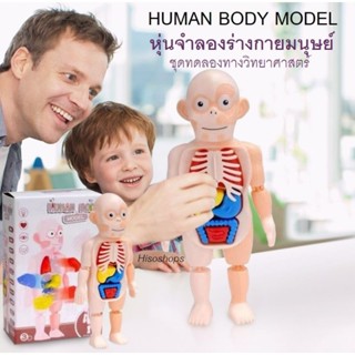 HUMAN BODY MODEL โมเดลร่างกายมนุษย์ ระบบภายในร่างกาย หุ่นจำลองร่างกายมนุษย์สำหรับคุณหมอ ชุดของเล่นสำหรับน้องๆ