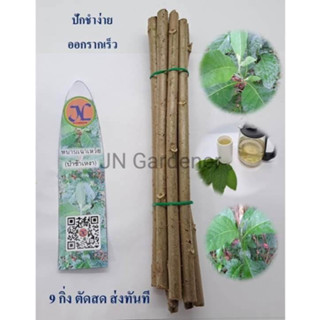 กิ่งพันธุ์ต้นหนานเฉาเหว่ย หรือ ป่าช้าเหงา Bitter leaf tree สมุนไพรจีน (กิ่งสด,ตัดส่งทันที)