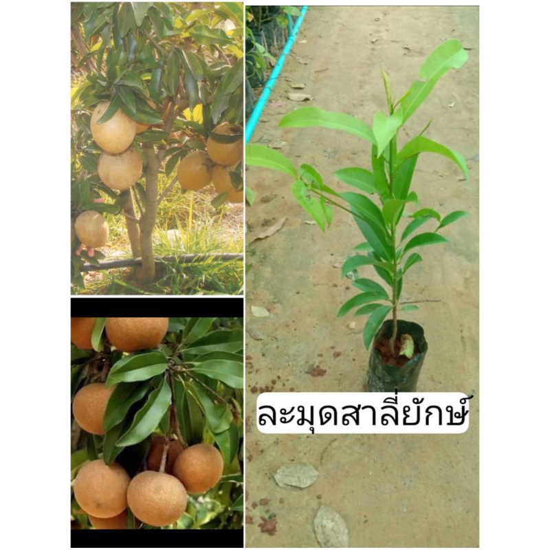 ต้นละมุดกระสวยมาเลย์ ละมุดสาลี่ยักษ์ เพาะเมล็ด
