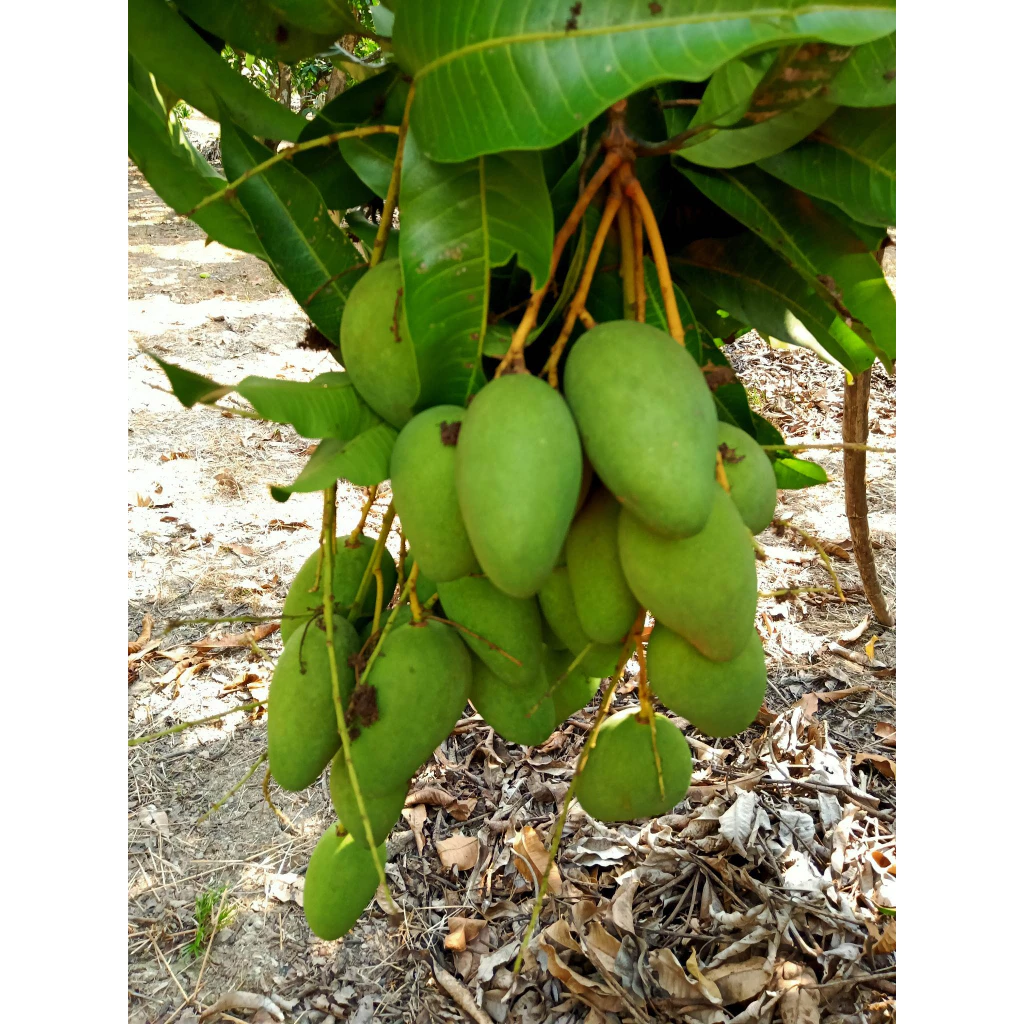 มะม่วงโชคอนันต์ มีทั้งแบบอ่อน และ แบบแก่ เก็บสดใหม่ทุกวัน 🥭จำหน่ายทั้งปี🥭 บรรจุ 1 กิโล